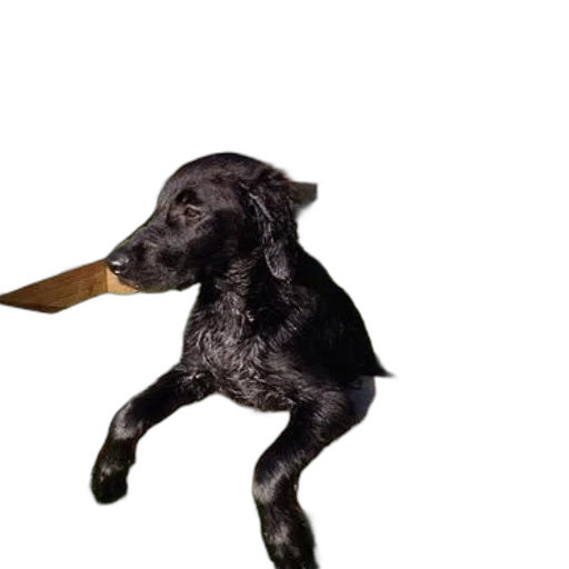animal, staff, creature, weapon, 3d render, photorealistic, concept art, oil painting transparent PNG cut-out