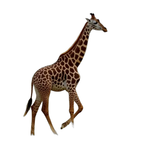 animal, creature, staff, hat transparent PNG cut-out