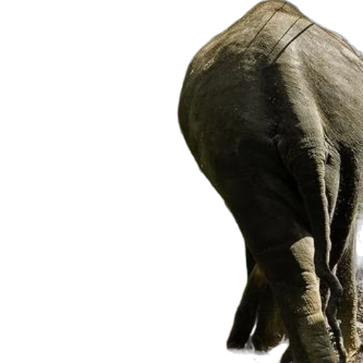 animal, creature, staff, photorealistic, man, traditional, attire, walks transparent PNG cut-out