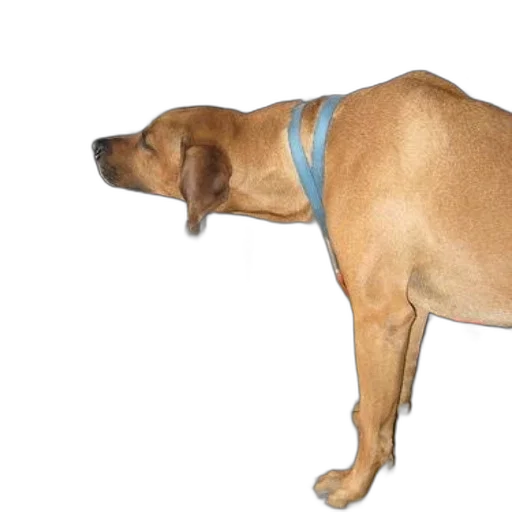 staff, animal, creature, hat, photorealistic, 3d render, brown, dog transparent PNG cut-out