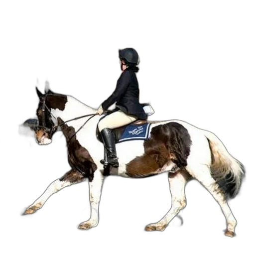 animal, jacket, staff, concept art transparent PNG cut-out