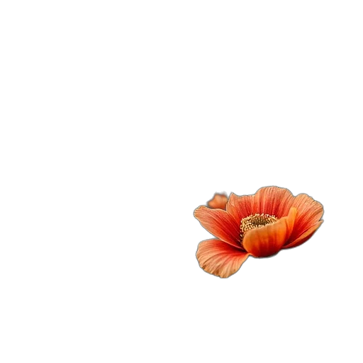 flower, food, crown, jewelry transparent PNG cut-out