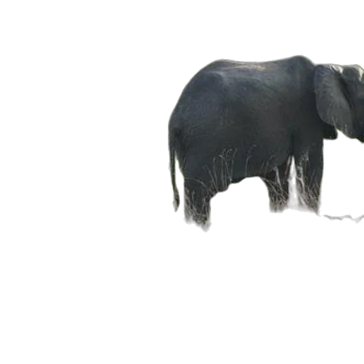 animal, creature, staff, hair, 3d render, photorealistic, concept art, two transparent PNG cut-out
