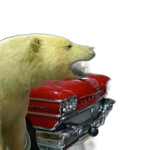 car, animal, taxidermy, polar, bear, appears, licking, hood transparent PNG cut-out