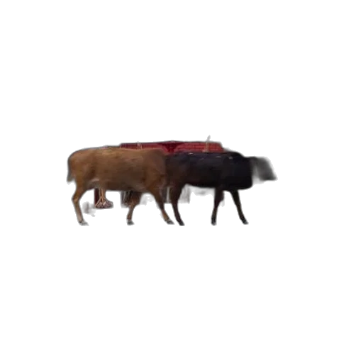 animal, creature, food, weapon, 3d render, concept art, pixel art, photorealistic transparent PNG cut-out