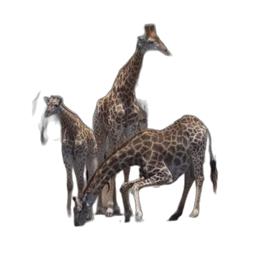animal, jewelry, creature, dragon, 3d render, concept art, photorealistic, pixel art transparent PNG cut-out