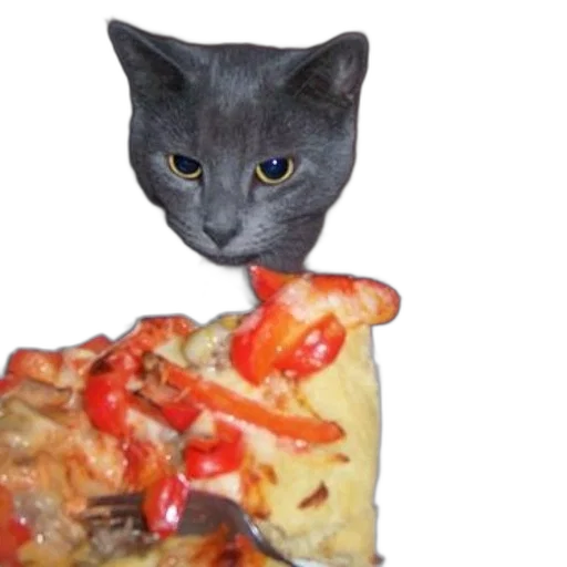 food, animal, creature, face, photorealistic, grey, cat, staring transparent PNG cut-out