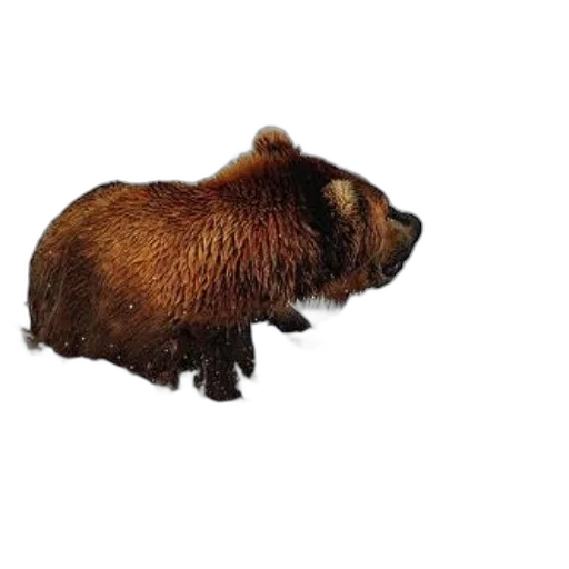 animal, creature, hair, staff, photorealistic, 3d render, concept art, grizzly transparent PNG cut-out