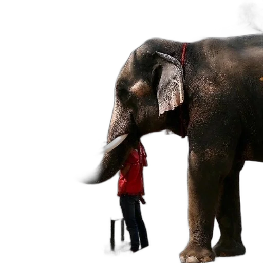 animal, creature, staff, concept art transparent PNG cut-out