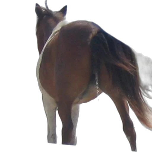 animal, creature, staff, hair, photorealistic, 3d render, concept art, brown transparent PNG cut-out