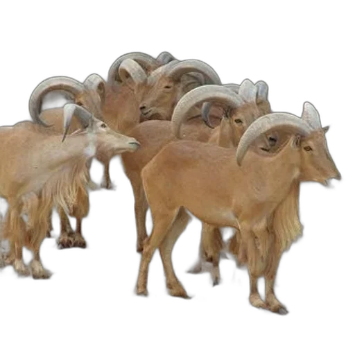 animal, jewelry, 3d render, concept art, photorealistic, group, goats, large transparent PNG cut-out