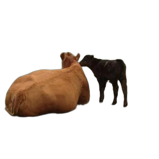 animal, food, furniture, creature transparent PNG cut-out