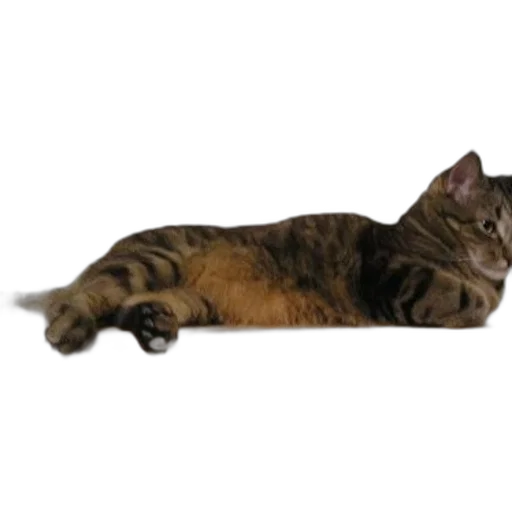 staff, animal, creature, furniture, photorealistic, 3d render, tabby, cat transparent PNG cut-out