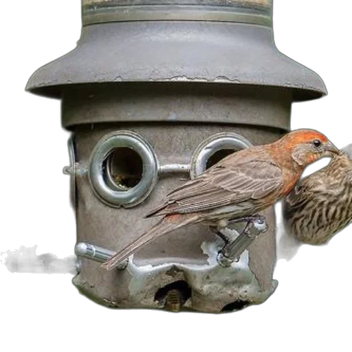 animal, staff, photorealistic, 3d render, three, birds, perched, unique transparent PNG cut-out
