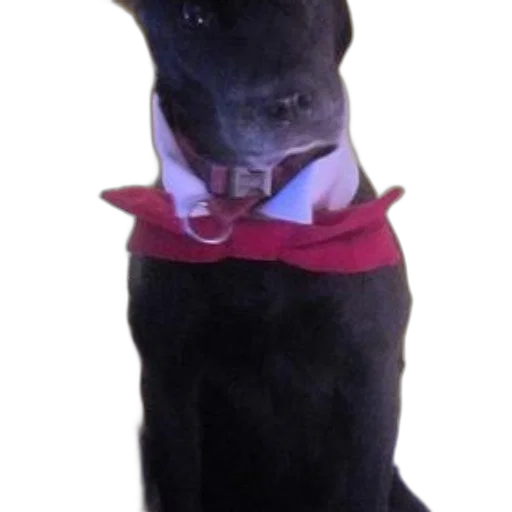staff, animal, creature, hat, black, dog, dressed, red transparent PNG cut-out