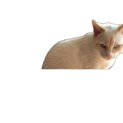 animal, creature, staff, hat, 3d render, photorealistic, pixel art, vaporwave transparent PNG cut-out