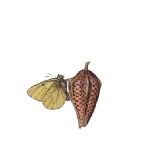 animal, crown, flower, creature, concept art, watercolor, photorealistic, 3d render transparent PNG cut-out
