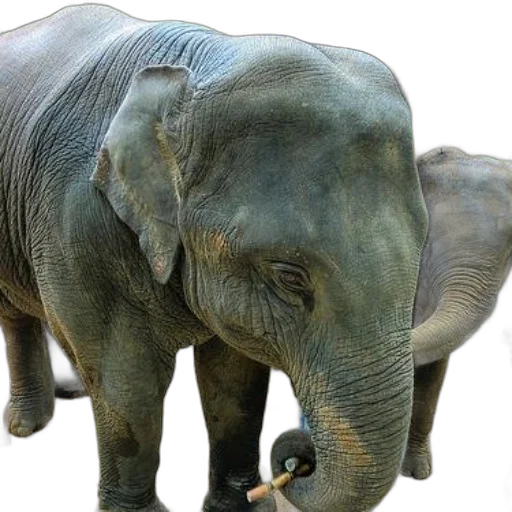 animal, creature, two, elephants, standing, natural, setting, one transparent PNG cut-out