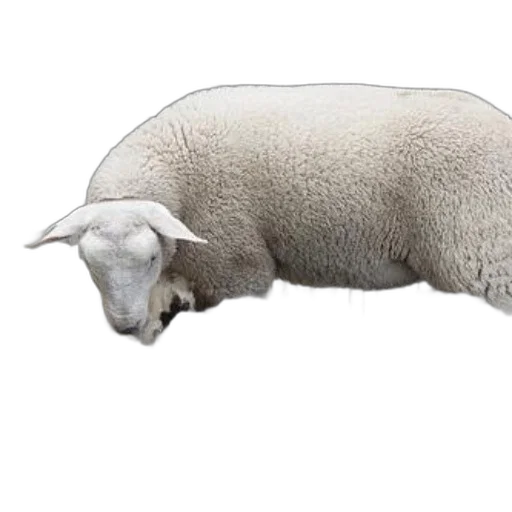 animal, creature, food, weapon, photorealistic, 3d render, concept art, sheep transparent PNG cut-out