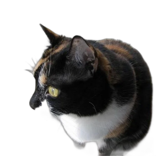 animal, staff, creature, crown, photorealistic, 3d render, calico, cat transparent PNG cut-out