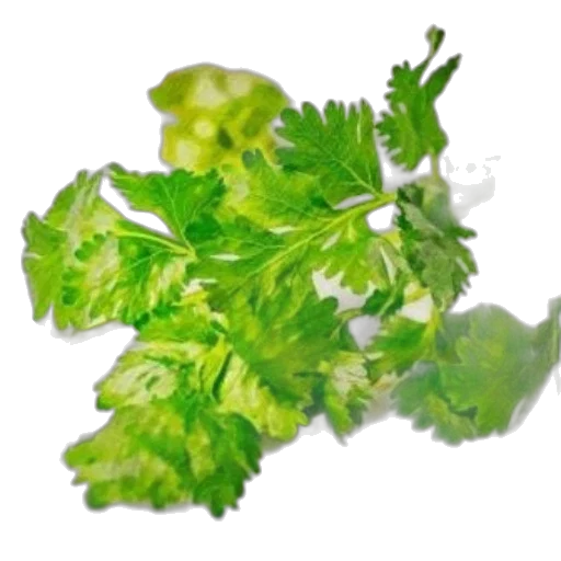 food, crown, hair, dragon, photorealistic, 3d render, green, fresh transparent PNG cut-out