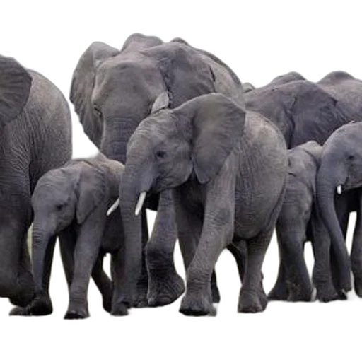 animal, concept art, herd, elephants, including, young, ones, white transparent PNG cut-out