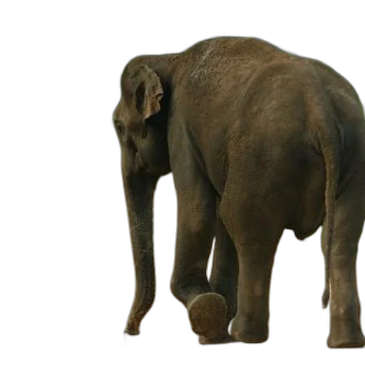 animal, creature, staff, 3d render, concept art, photorealistic, majestic, elephant transparent PNG cut-out