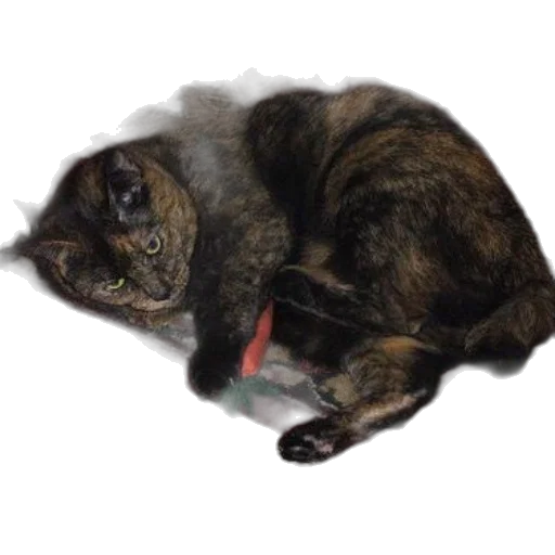 staff, animal, creature, hair, photorealistic, 3d render, watercolor, pencil sketch transparent PNG cut-out