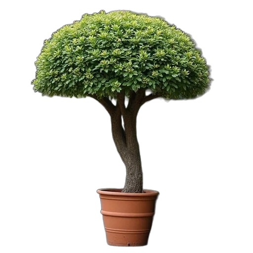 tree, crown, hat, hair transparent PNG cut-out