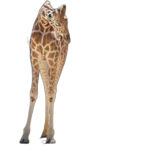animal, creature, staff, shoes, 3d render, concept art, photorealistic, watercolor transparent PNG cut-out