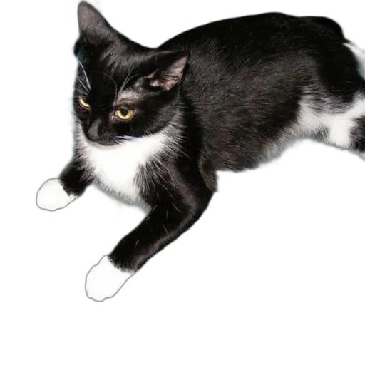 staff, animal, weapon, creature, photorealistic, black, white, cat transparent PNG cut-out