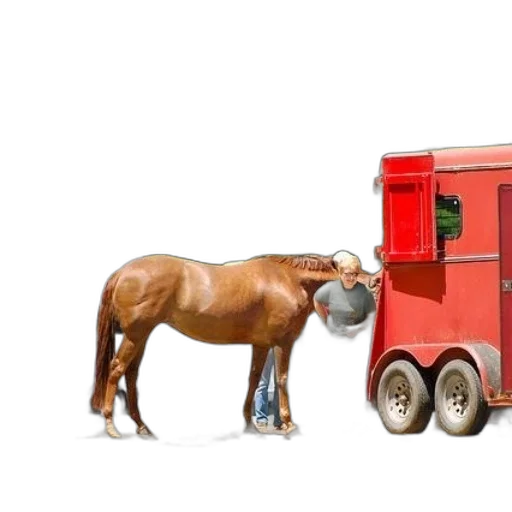 animal, furniture, photorealistic, brown, horse, stands, next, red transparent PNG cut-out