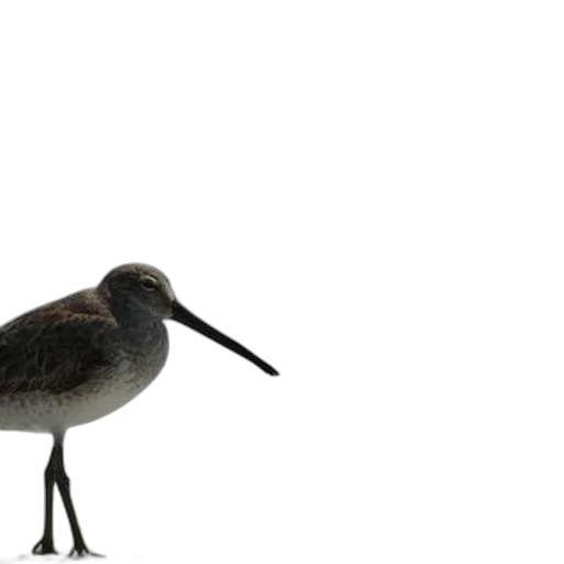 animal, creature, staff, hat, 3d render, photorealistic, concept art, monochrome transparent PNG cut-out
