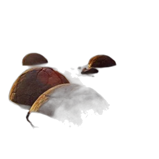 hat, food, shoes, tree, 3d render, concept art, photorealistic, watercolor transparent PNG cut-out