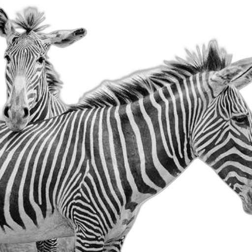 animal, creature, photorealistic, 3d render, pencil sketch, concept art, monochrome, black transparent PNG cut-out