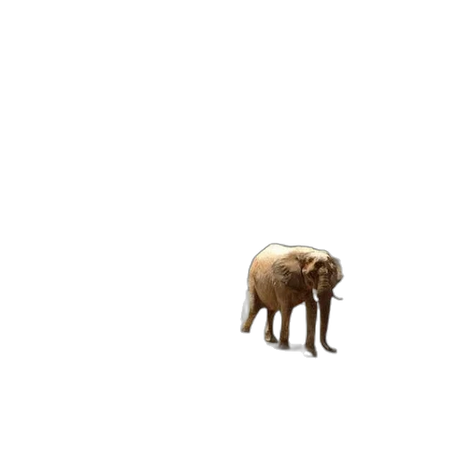 animal, creature, furniture, weapon transparent PNG cut-out