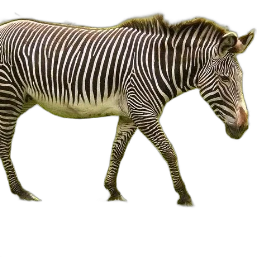animal, creature, staff, weapon transparent PNG cut-out