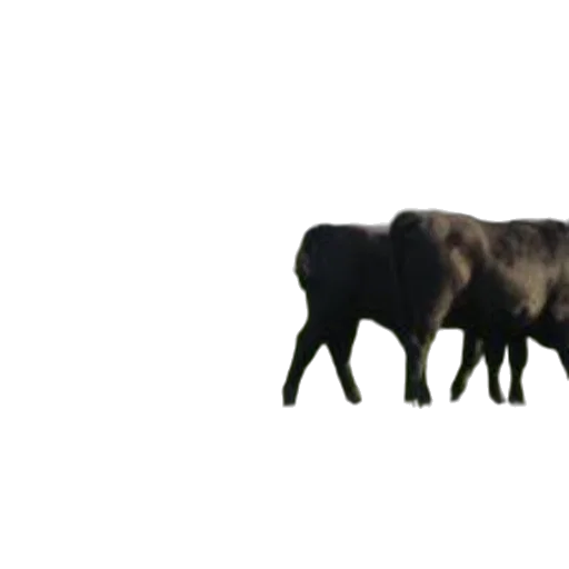 animal, creature, weapon, food, 3d render, concept art, pixel art, photorealistic transparent PNG cut-out