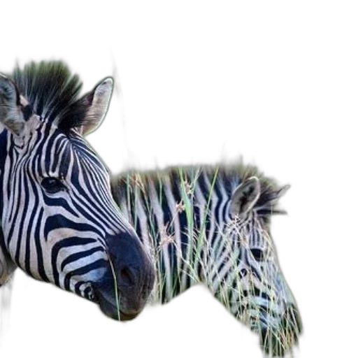 animal, creature, dragon, mask, photorealistic, 3d render, concept art, fantasy art transparent PNG cut-out