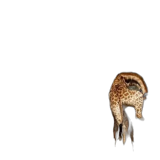 animal, hair, creature, dragon, 3d render, concept art, pixel art, photorealistic transparent PNG cut-out