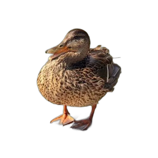 animal, creature, jacket, crown, photorealistic, 3d render, pixel art, concept art transparent PNG cut-out