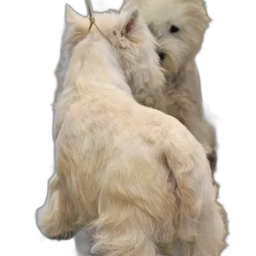 animal, hair, staff, creature, photorealistic, 3d render, oil painting, two transparent PNG cut-out