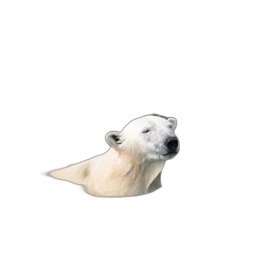 animal, creature, hair, staff, photorealistic, 3d render, concept art, watercolor transparent PNG cut-out