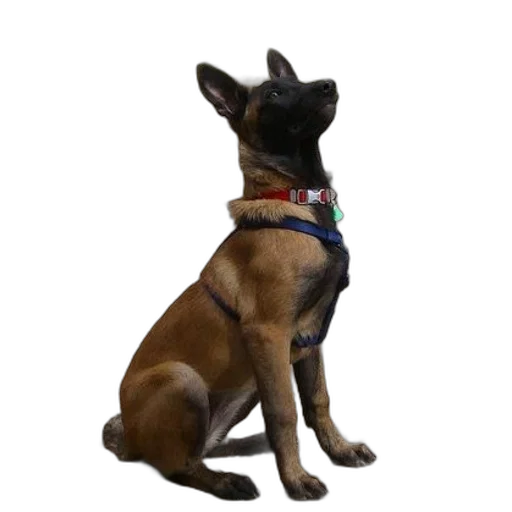 staff, animal, creature, 3d render, photorealistic, concept art, brown, dog transparent PNG cut-out