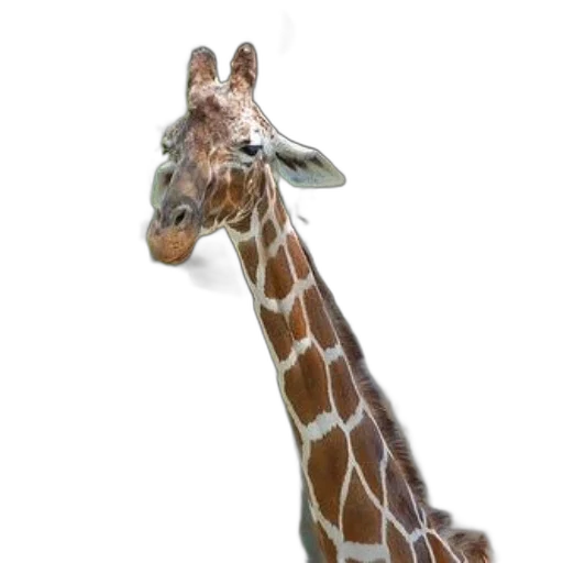 animal, creature, staff, hat transparent PNG cut-out