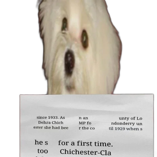 face, animal, creature, mask, photorealistic, 3d render, dog, blurred transparent PNG cut-out