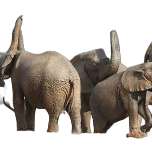 animal, creature, concept art, photorealistic, earth tones, elephants, wild, their transparent PNG cut-out
