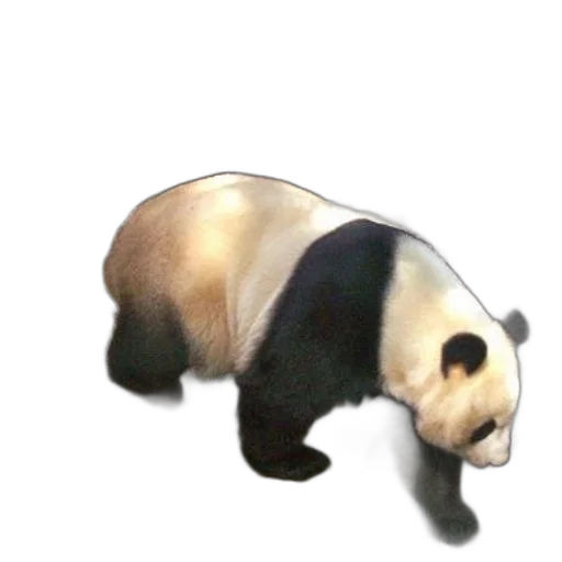 animal, creature, staff, food, 3d render, photorealistic, concept art, watercolor transparent PNG cut-out