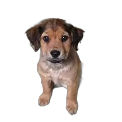 animal, staff, creature, face, photorealistic, 3d render, oil painting, pixel art transparent PNG cut-out