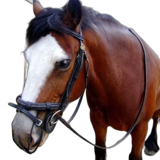 animal, staff, hat, jewelry, photorealistic, brown, horse, white transparent PNG cut-out